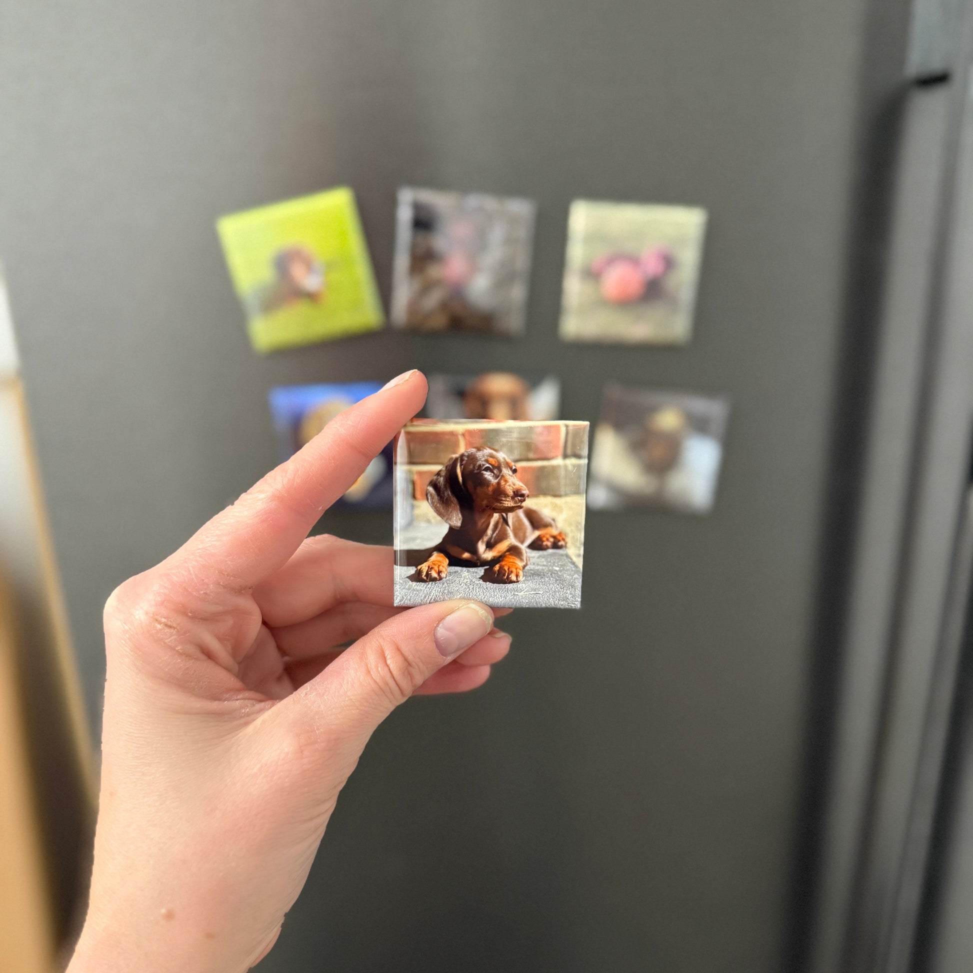Hand holding a transparent magnet with a dog design in front of a refrigerator with other magnets.